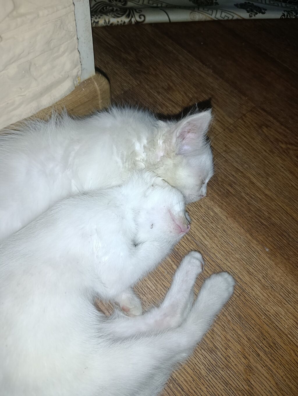 Отдам домашних котят. Оба пацаны. Сама выкармливала, ручные, не дают: фото 3