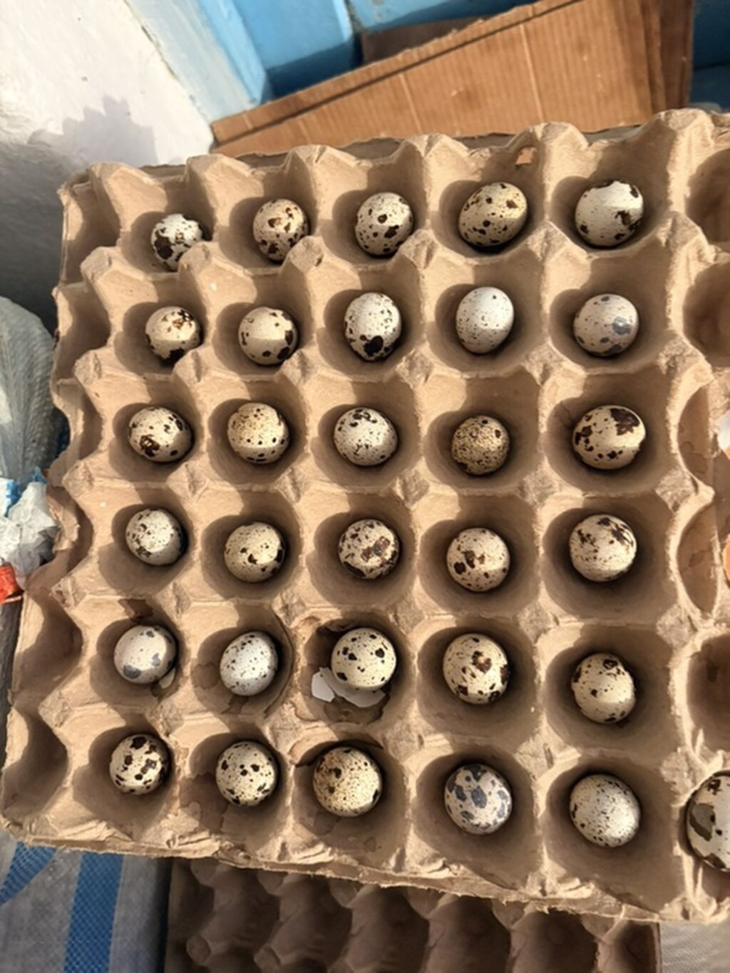 Инкубационные перепелиные яйца, халяль, натуральный продукт. -: фото 3