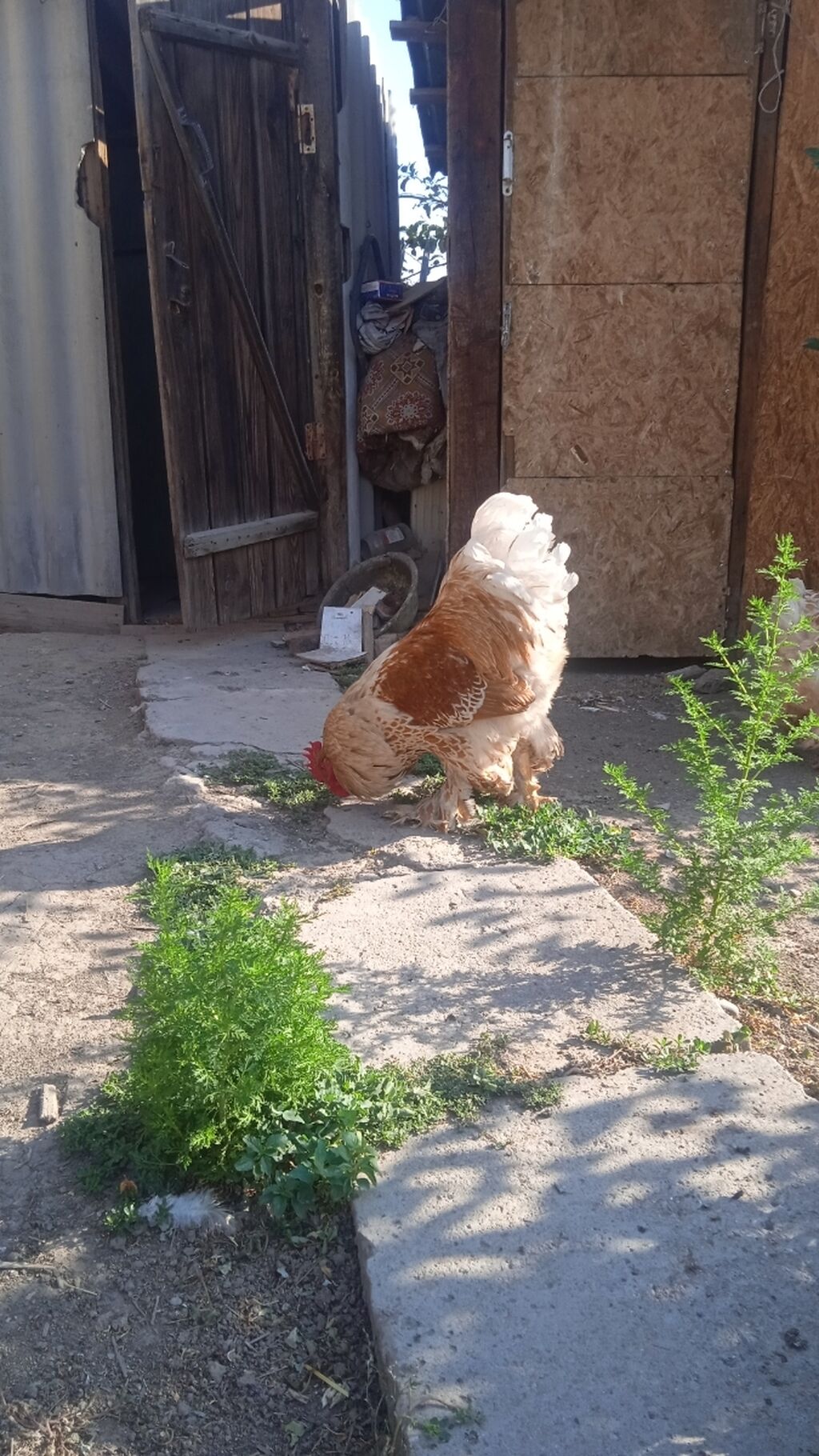 Когда можно переводить цыплят в общий курятник и как это правильно сделать