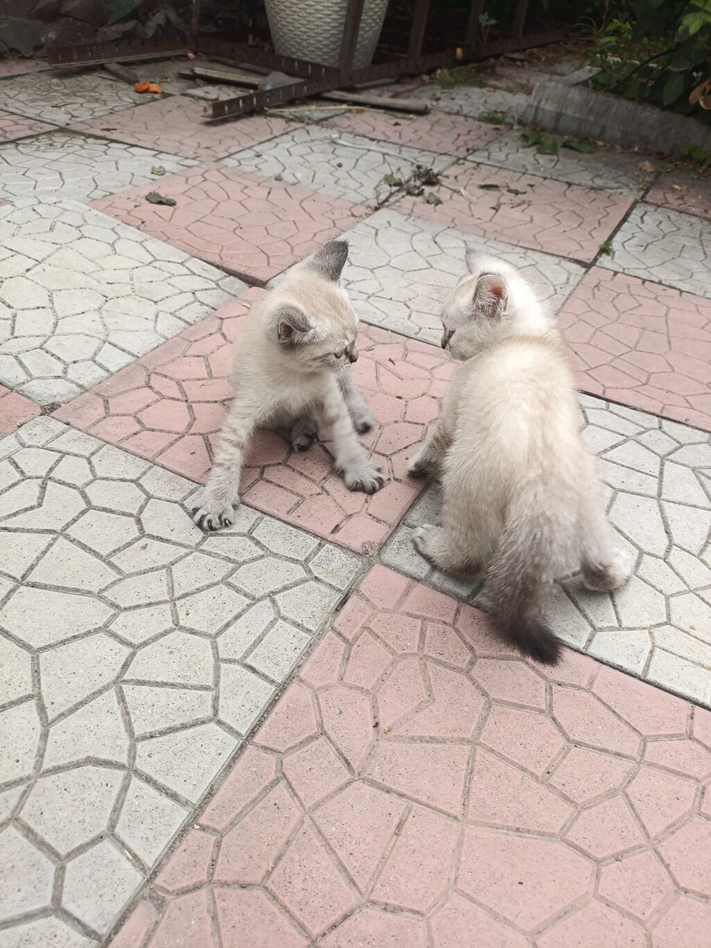 Скотиш Страйт (Шотландская прямоухая), 2 месяца, Мальчик, Белый — фото 2