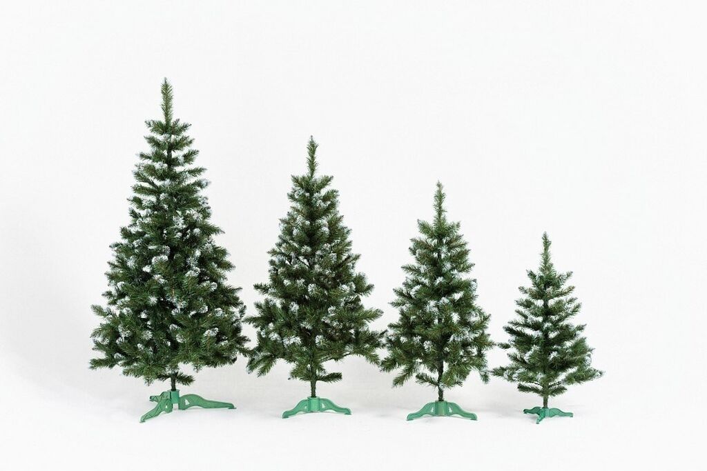 елочки разной величины. елочки разные по высоте. царь елка ель лидия 2. елочки разных размеров. елочки разной высоты.
