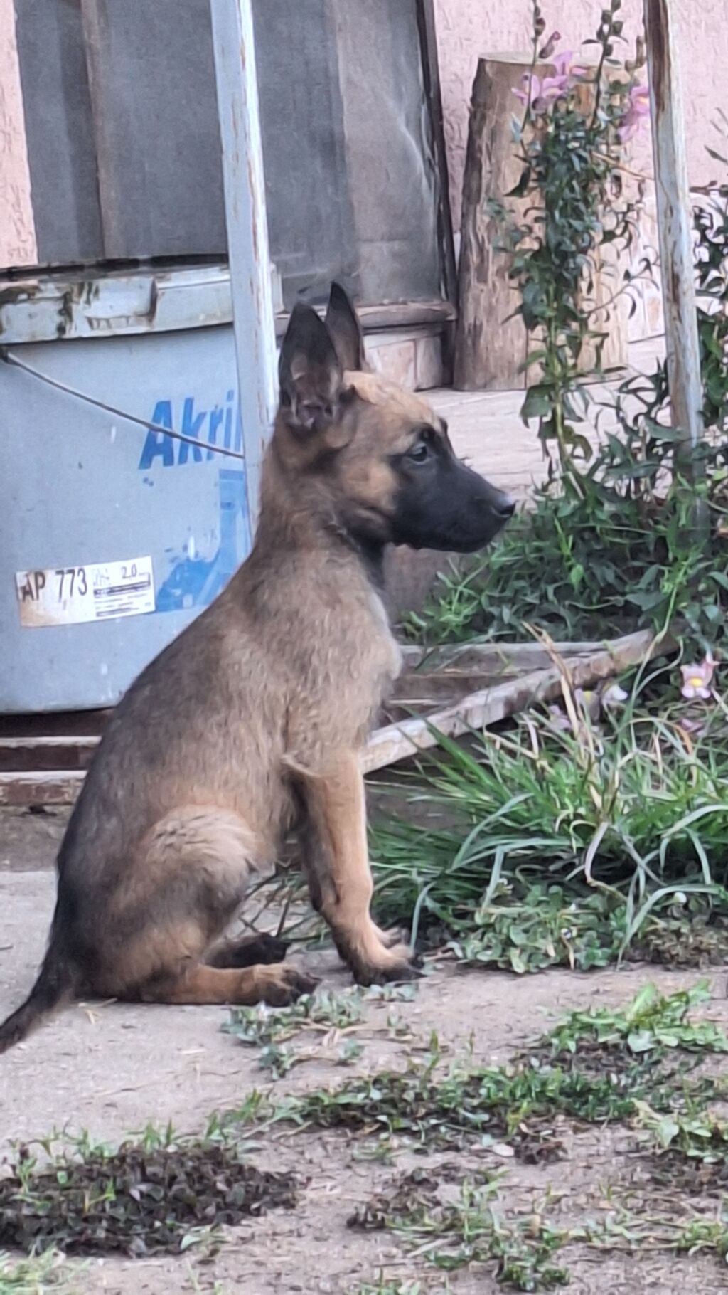 Psi: Štenci ( belgijski ovčar – Malinoa tip) spremni za novi dom. - Tip