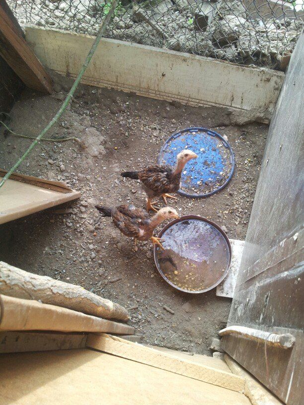 Дкан жожо сатам. Photo 1