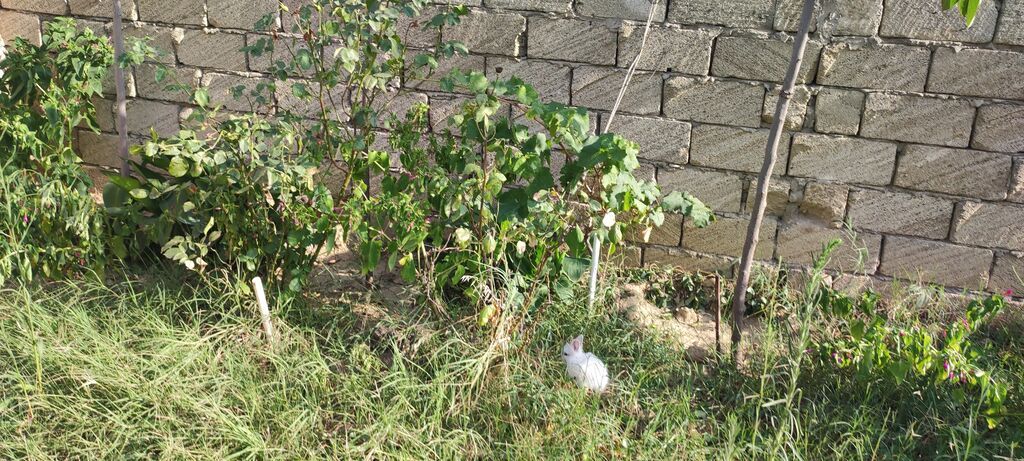 2 sot, Tikinti, Mülkiyyətçi, Kupça (Çıxarış)