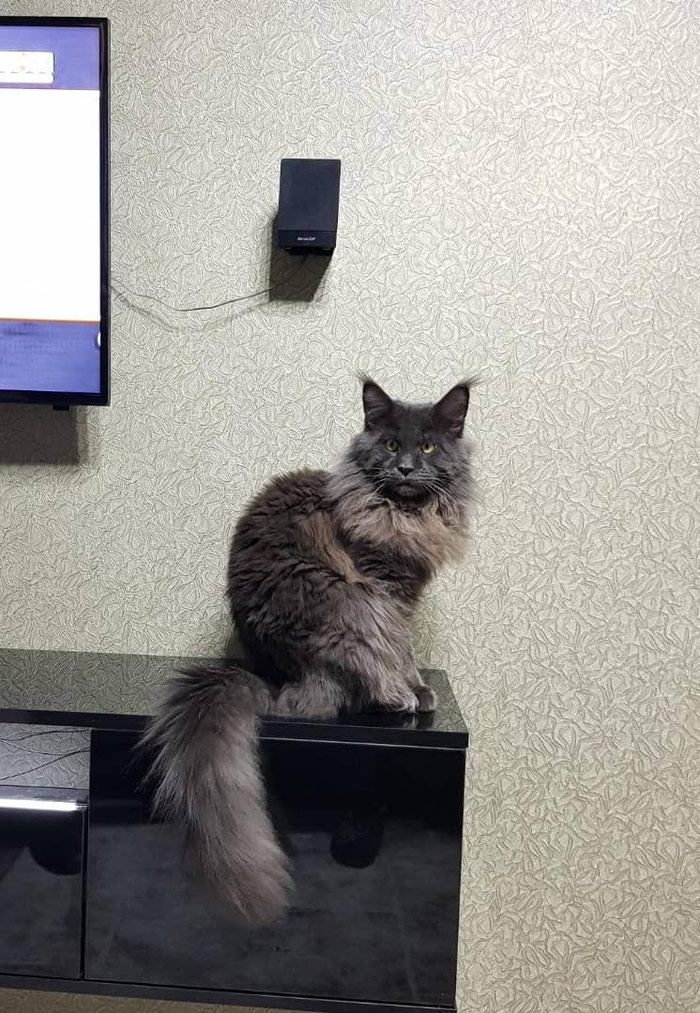 бенгальская кошка сколько стоит в московской области