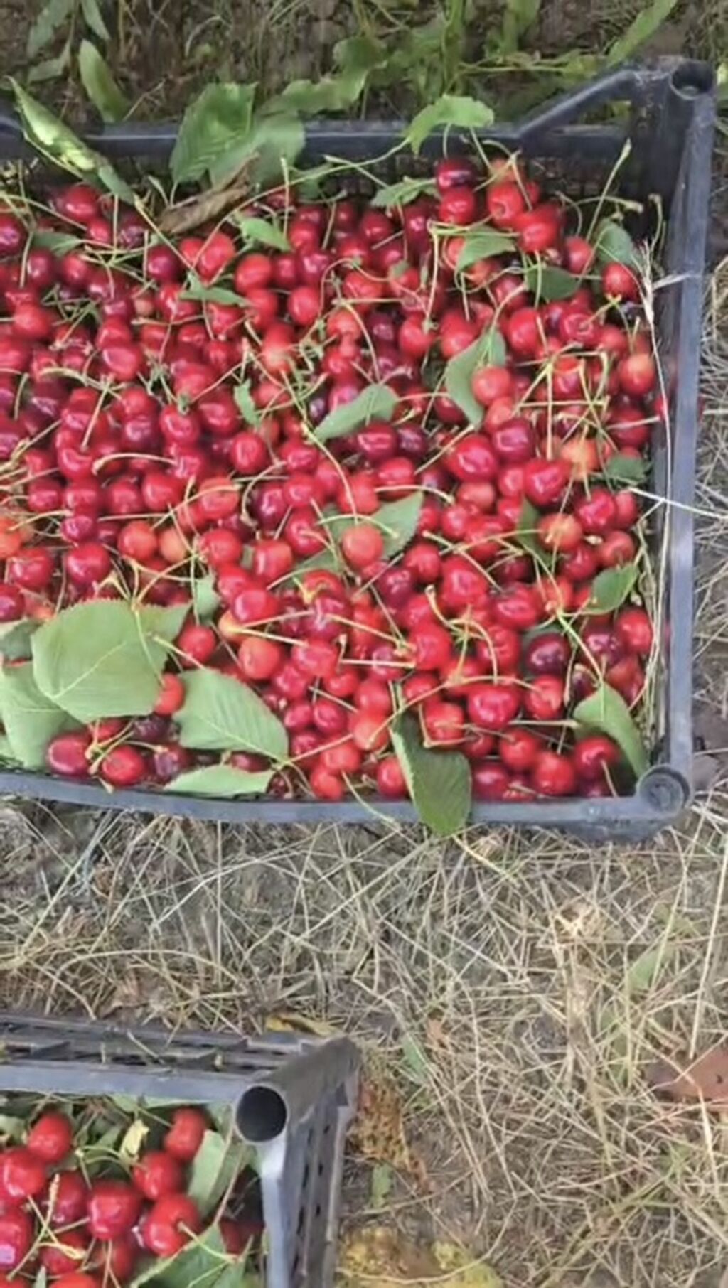 12 sot, Tikinti, Mülkiyyətçi