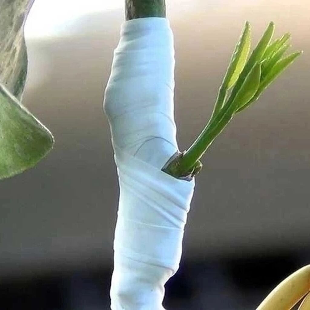 Как правильно привить лимон. Прививка мандарина в расщеп. Привой лимона. Привой лимона. Привой лимона.