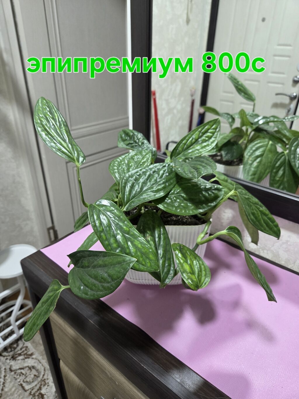Комнатные растения в горшках: - Хлорофитум — по 350 с за растение: фото 4