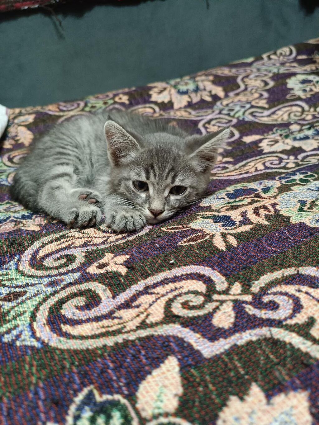 Котята возраст 1,5 месяцев и 2,5 месяца . Девочки и мальчики: фото 3