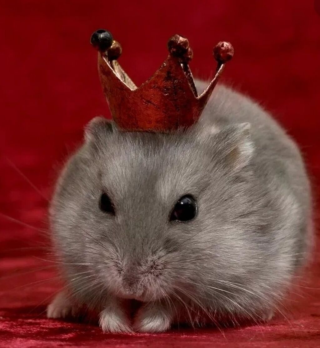 Мышь в короне