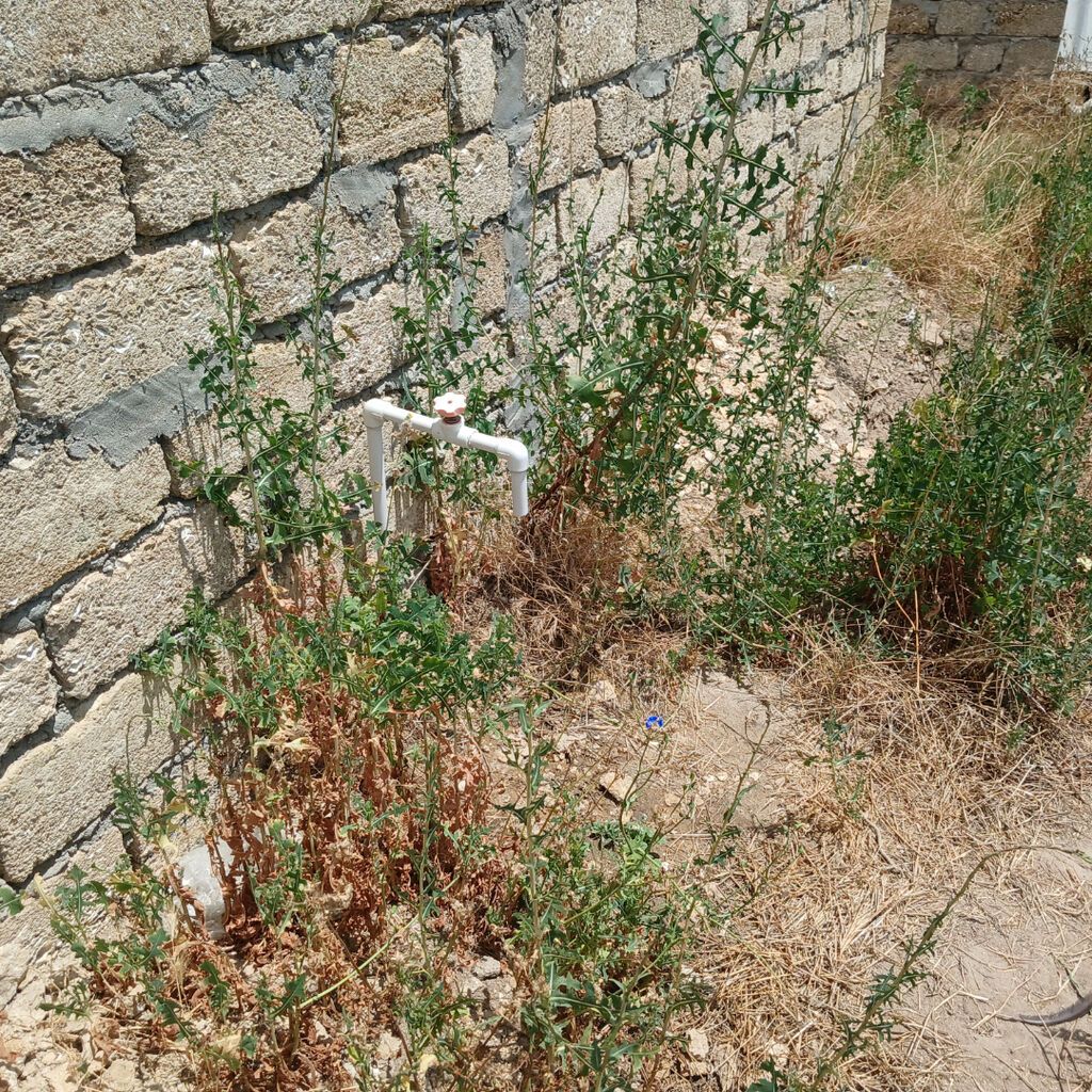 10 sot, Tikinti, Mülkiyyətçi