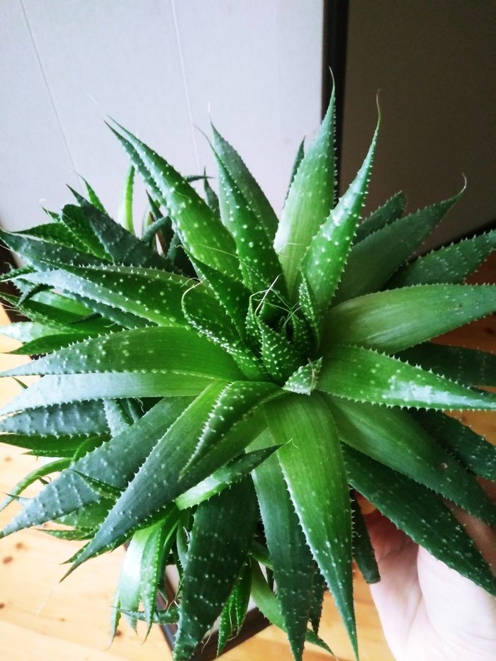 Aloe: Sukulent.xavortiya.12man.catdirilma azadliq m. - lalafo.az Bakı şəhərində Sukulent.xavortiya.12man.catdirilma azadliq m.