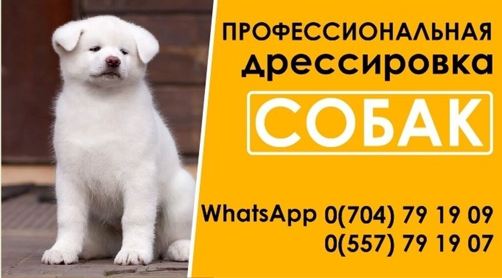 Профессиональная дрессировка собак - Обучение щенков и взрослых собак: фото 5