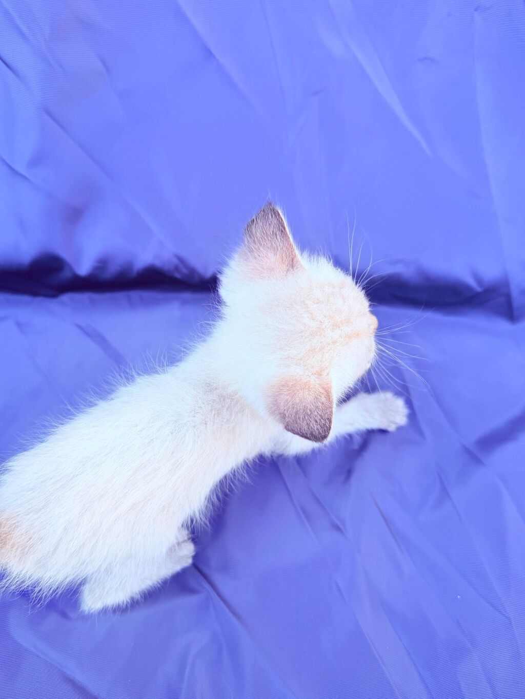 Котёнок с голубыми глазами Описание: - Очень маленький котёнок: фото 2