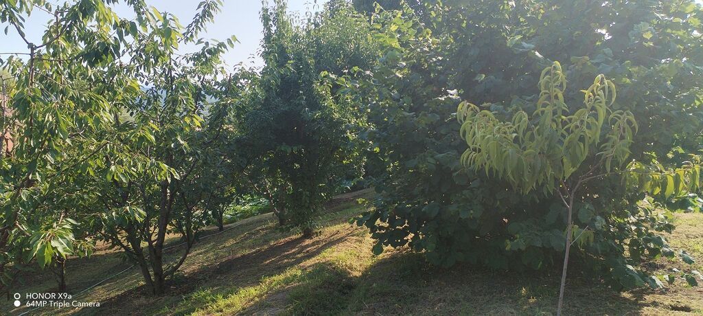 10 sot, Tikinti, Mülkiyyətçi, Kupça (Çıxarış)