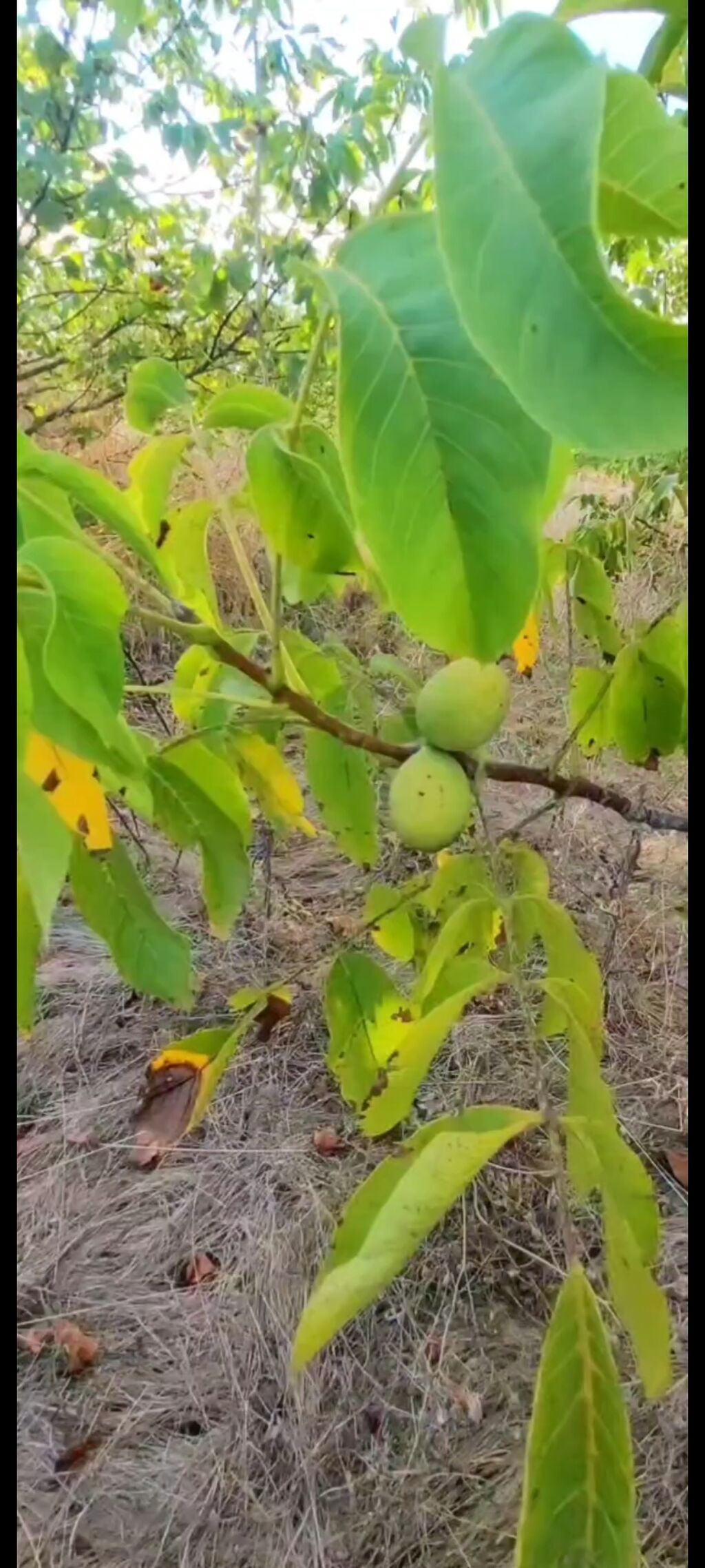 1100 sot, Tikinti, Maklerlər narahat etməsin, Kupça (Çıxarış)