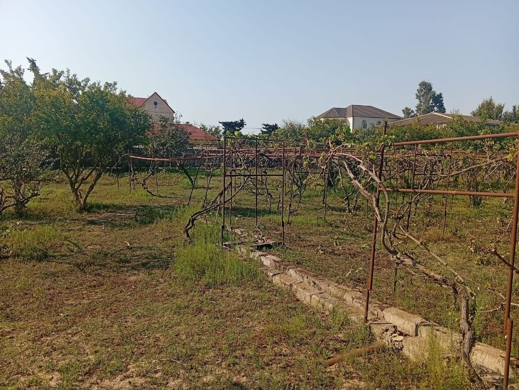 21 sot, Tikinti, Kupça (Çıxarış)