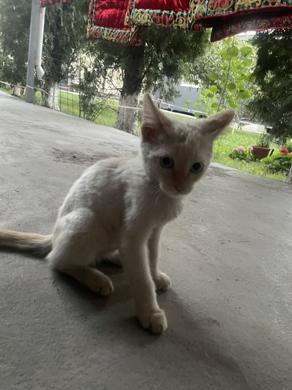 Котёнок, короткошёрстный, окраса табби (серо-коричневый тигровый с: фото 8