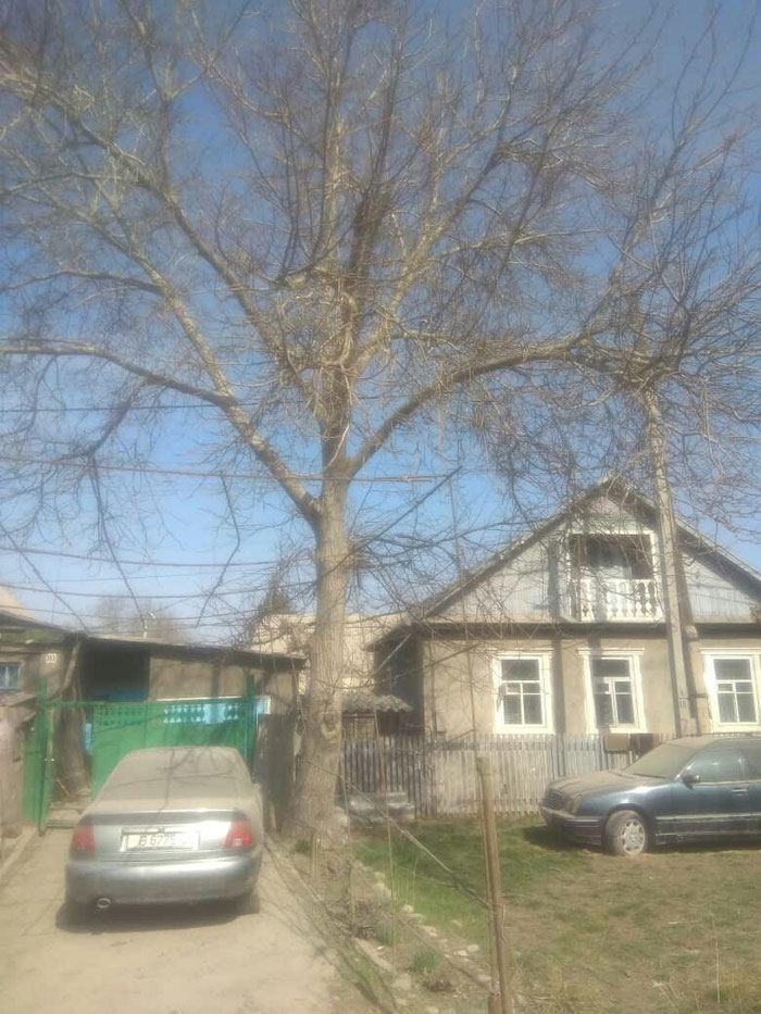 Другие товары для сада: Продаю орех-самосруб.6000 т на lalafo.kg Продаю орех-самосруб.6000 т в Бишкек