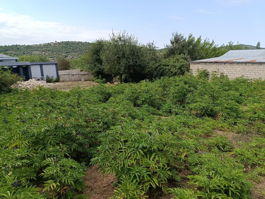 7 sot, Tikinti, Mülkiyyətçi, Kupça (Çıxarış)