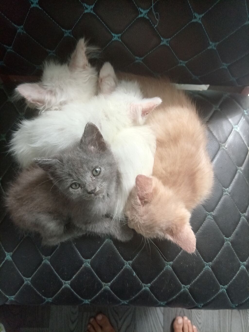 Скотиш Страйт (Шотландская прямоухая), 2 месяца, Девочка, Белый: фото 3