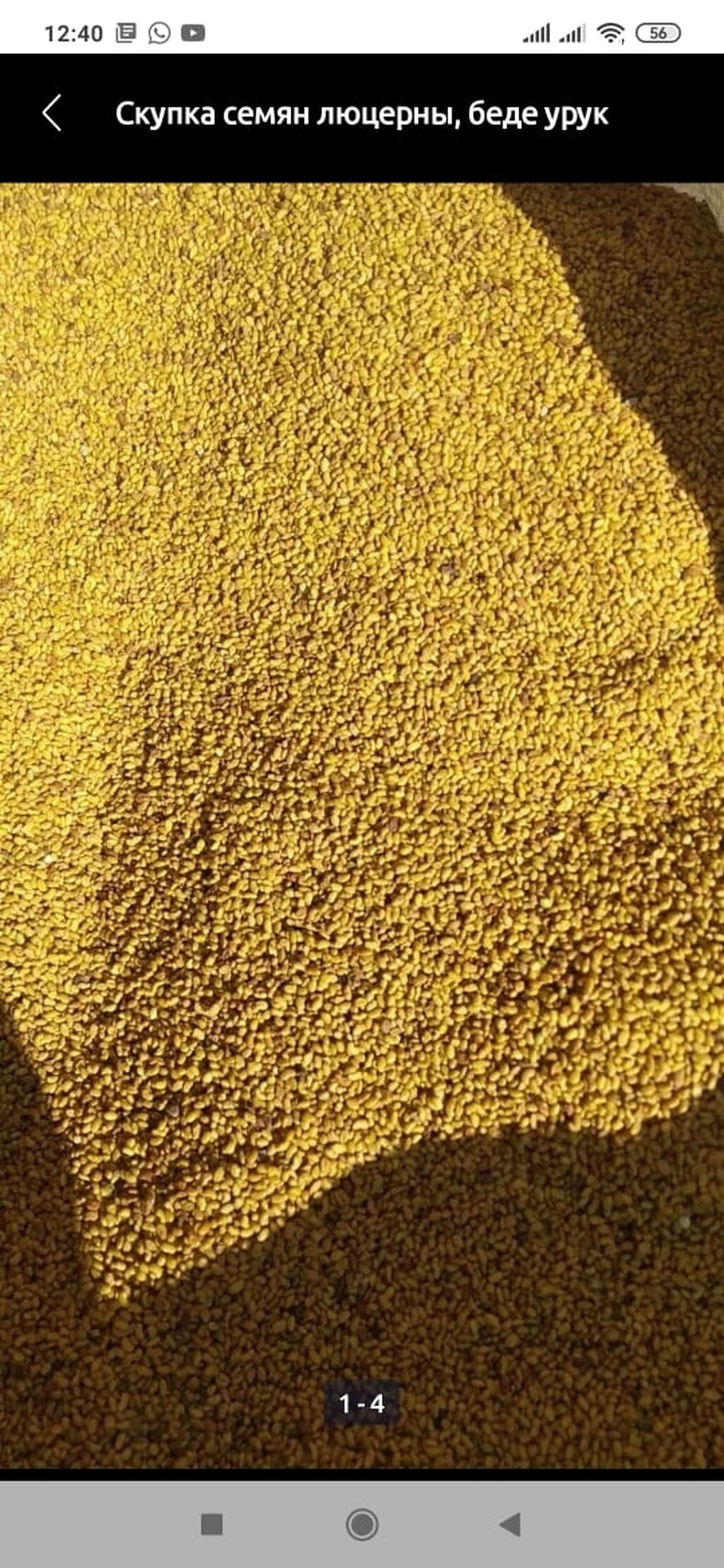 Беде урук сатам ( семена люцерны | 350 KGS | Семена и уличные растения .