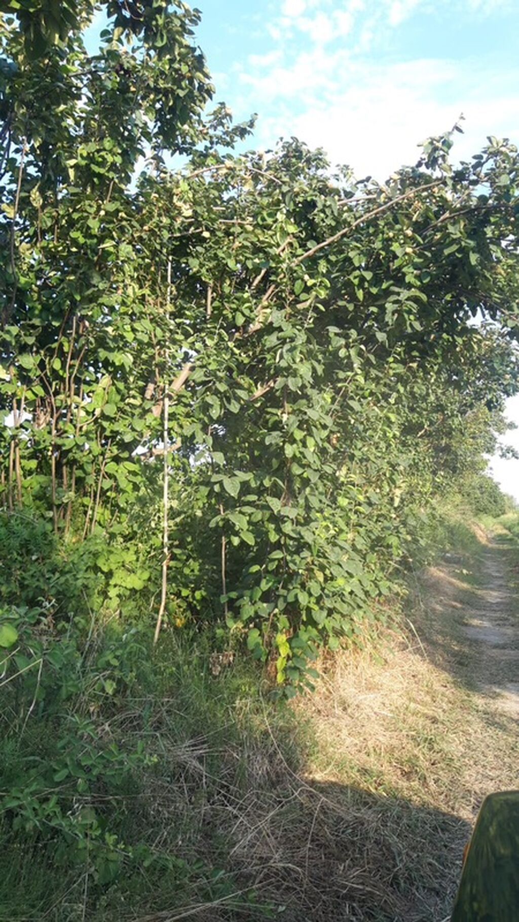 300 sot, Biznes üçün, Mülkiyyətçi, Kupça (Çıxarış)