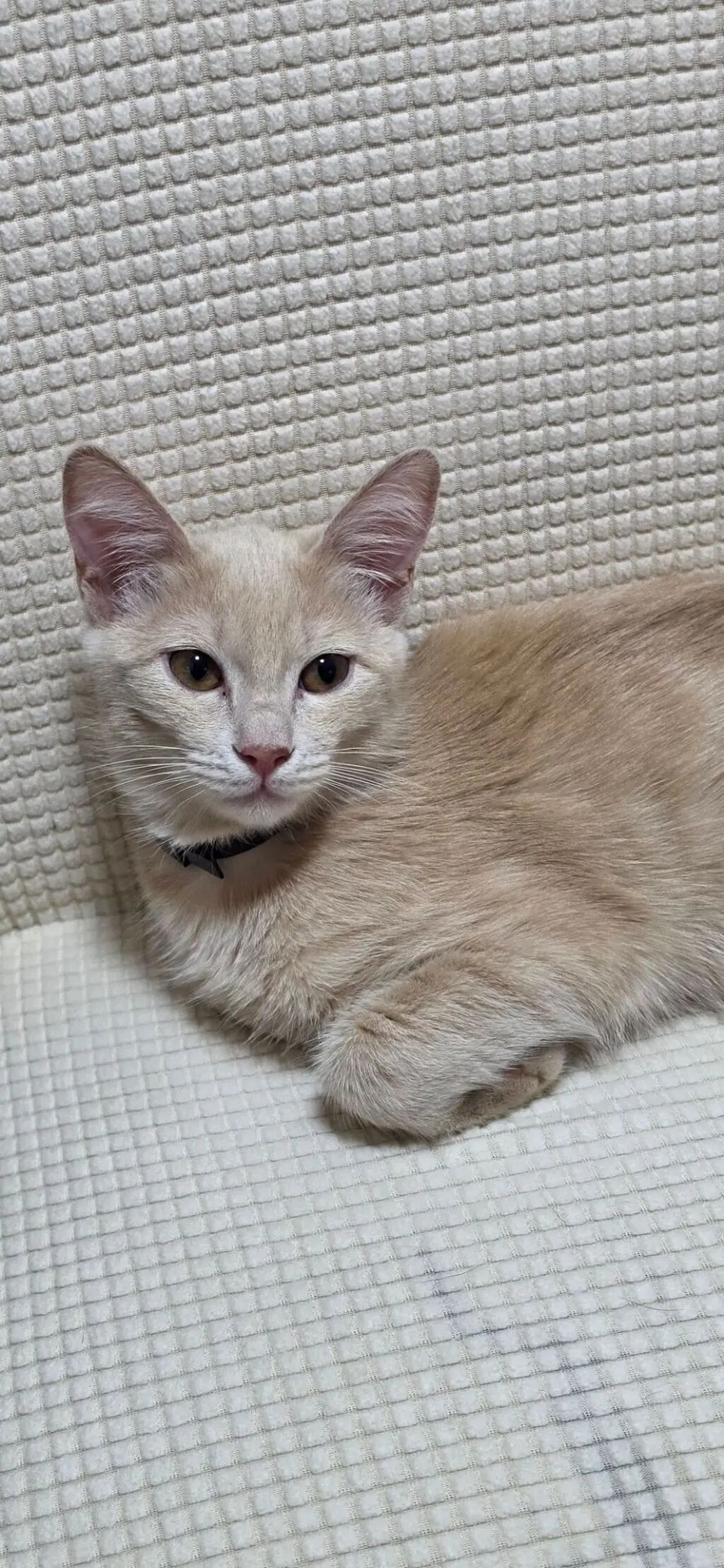 Мальчик.котенок 7 месяцев, очень спокойный,приучен к лотку: фото 2