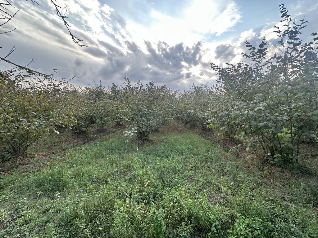 32 sot, Kənd təsərrüfatı, Mülkiyyətçi, Kupça (Çıxarış)