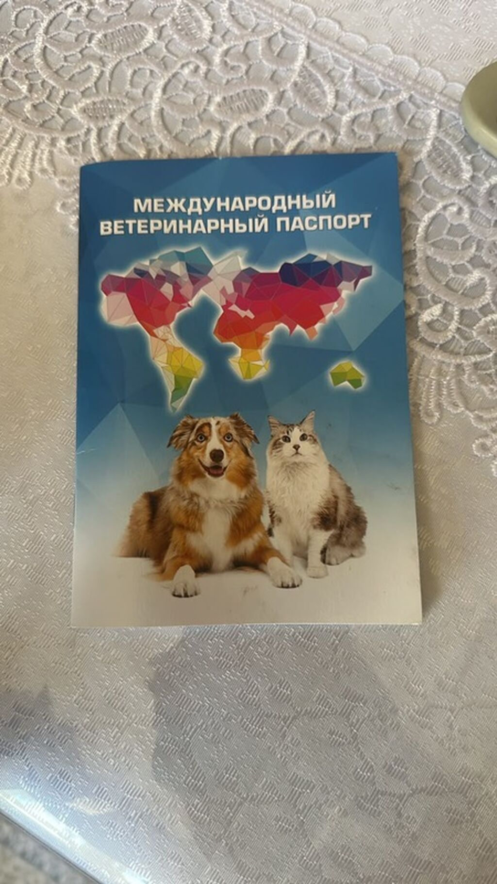 Продается Шатланское кошка черная. Комплект для кошки Состав: -: фото 2