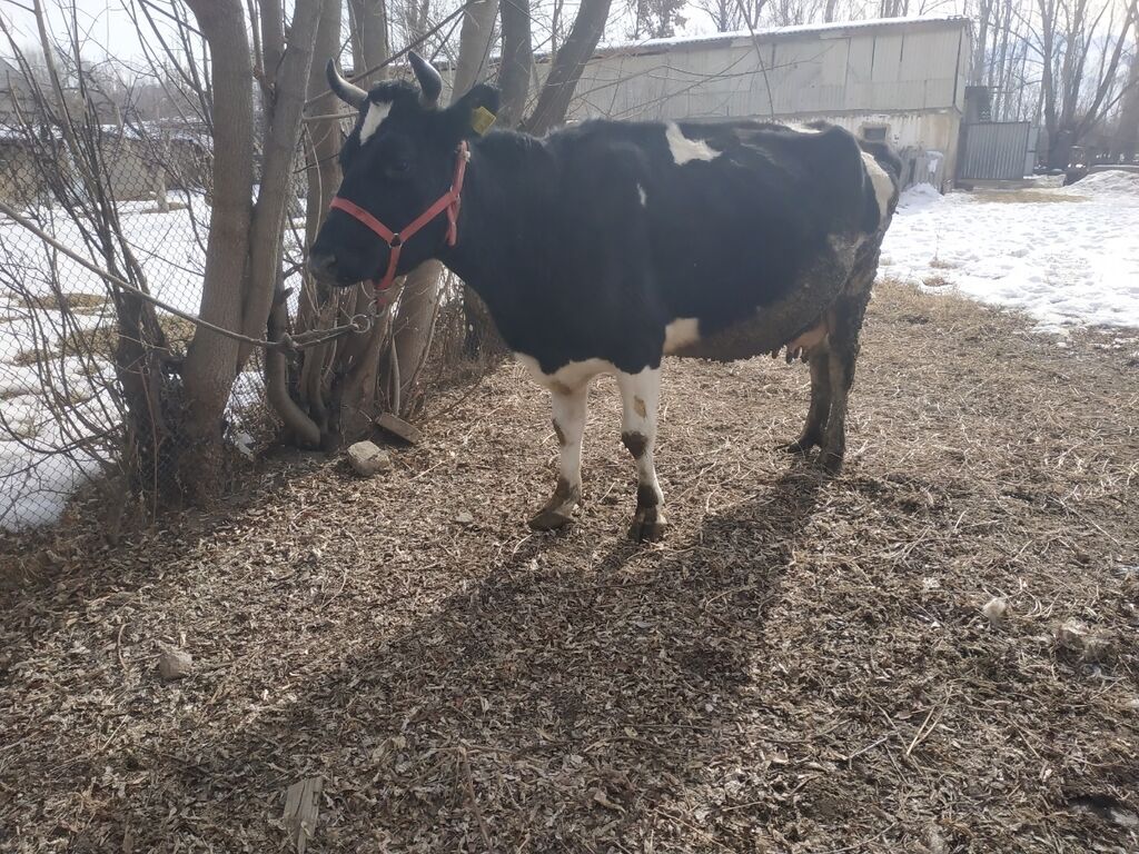Продается корова голштинской породы все соски | 150000 KGS | Коровы ...