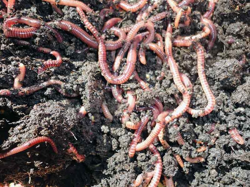 Разводим червей в домашних. Дождевые черви вермикультура. Биогумус калифорнийский червь. Калифорнийский червь вермиферма.
