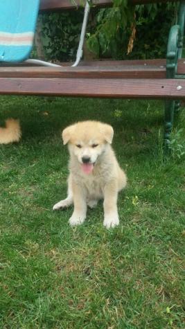 Για σκύλους: Akita Inu puppyes Ακίτα σε lalafo.gr Akita Inu puppyes Ακίτα σε Αθήνα