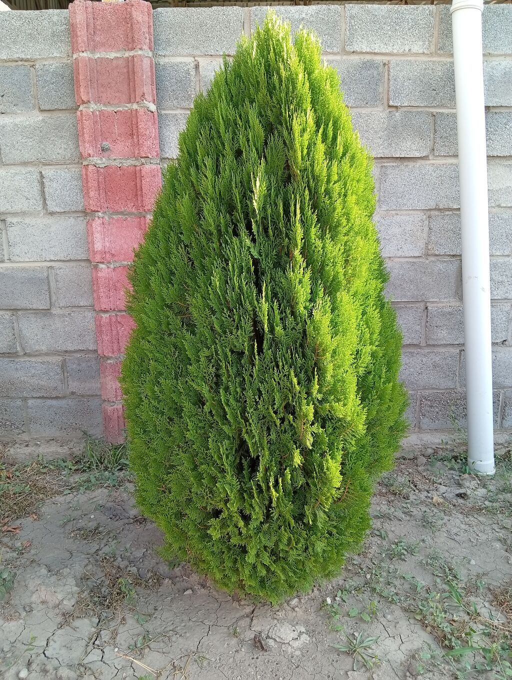 Туя западная Смарагд (Thuja occidentalis ‘Smaragd’) — декоративные: фото 4