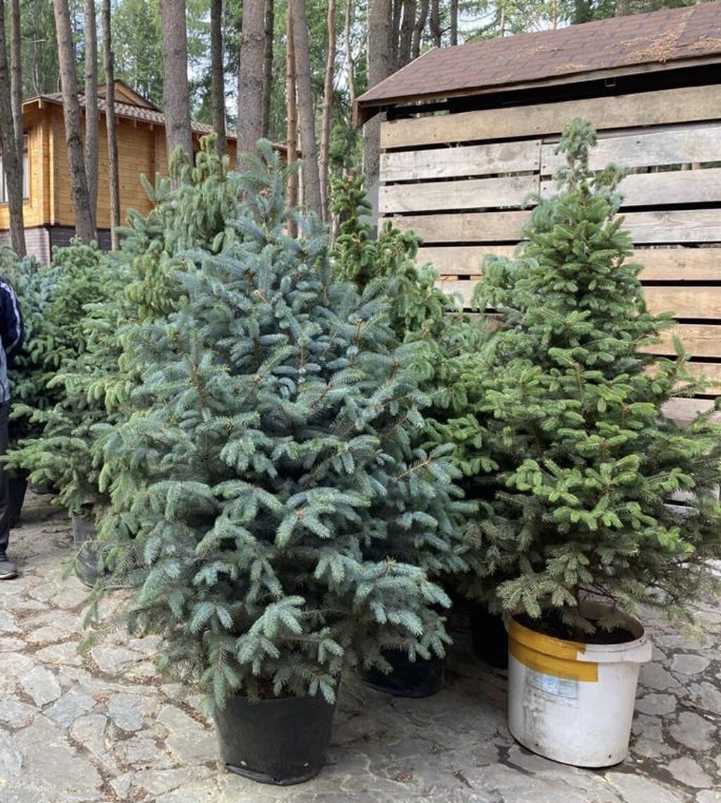 Продаются хвойные растения🌲: -голубые и зеленые: Договорная ➤ Декоративные  деревья | Бишкек | 57588459 ᐈ lalafo.kg