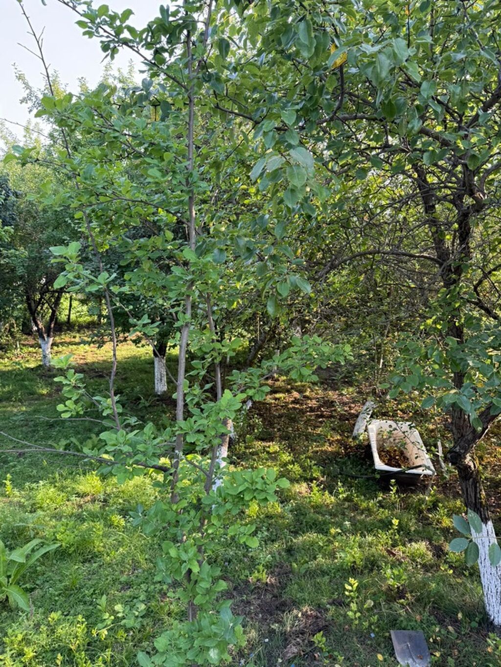 İsmayıllı, Xanagah kəndində hovuzlu 3 otaqlı günlük ev kirayə verilir