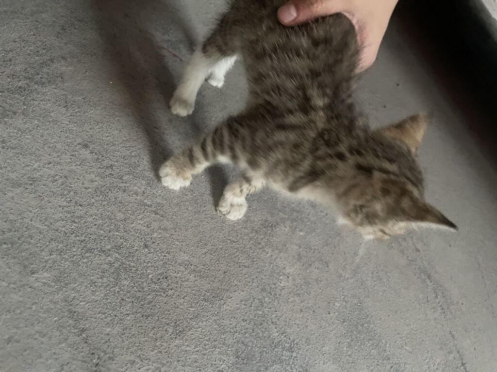 Котёнок, короткошёрстный, окраса табби (серо-коричневый тигровый с: фото 2