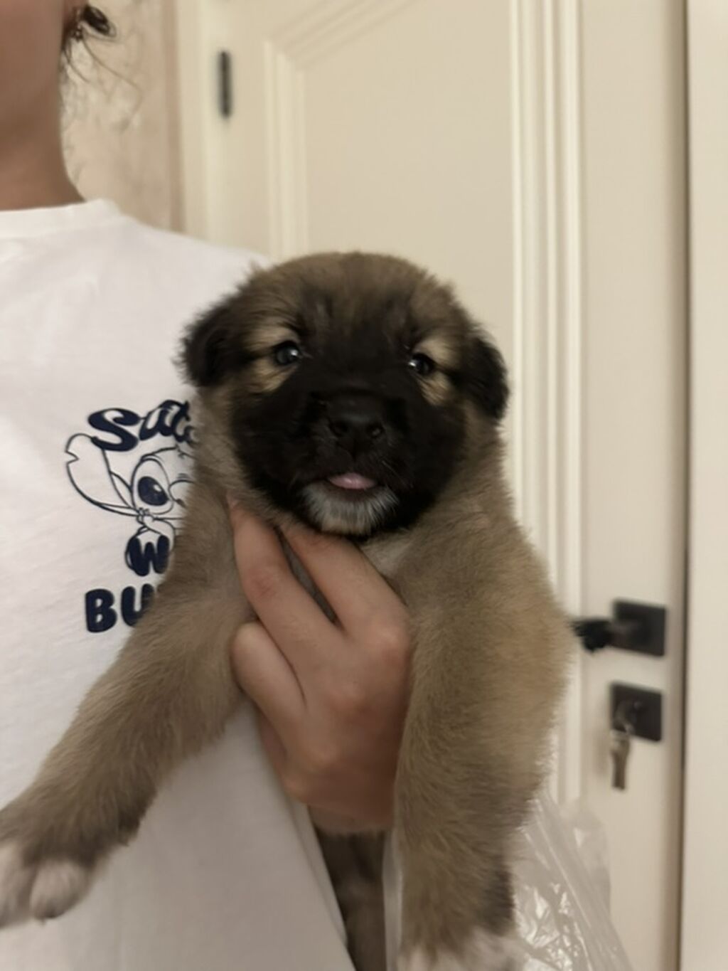 🐾 Balaca qız itə mehriban ailə axtarırıq! 🐶❤️ Təxminən 1,5 aylıq