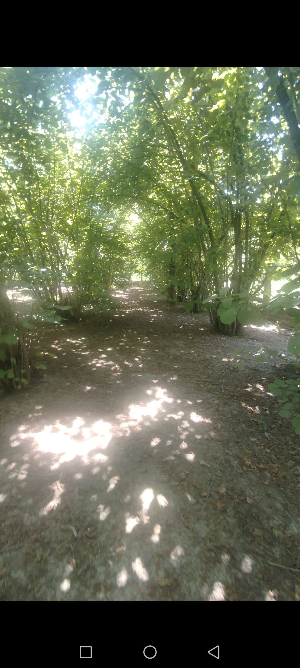 11 sot, Tikinti, Barter mümkündür, Kupça (Çıxarış)