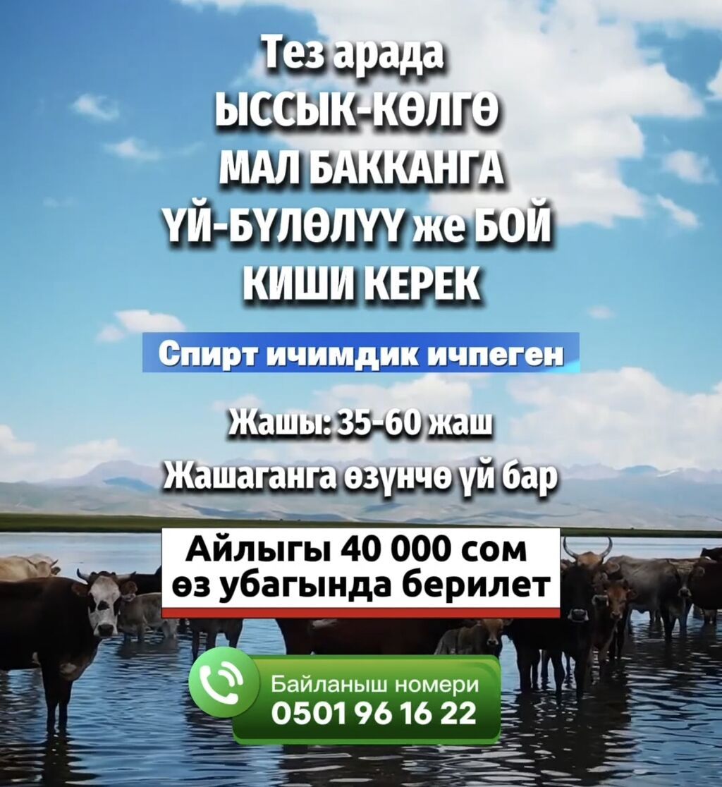 Требуется скотник на Иссык-Куль, 40 000 сом