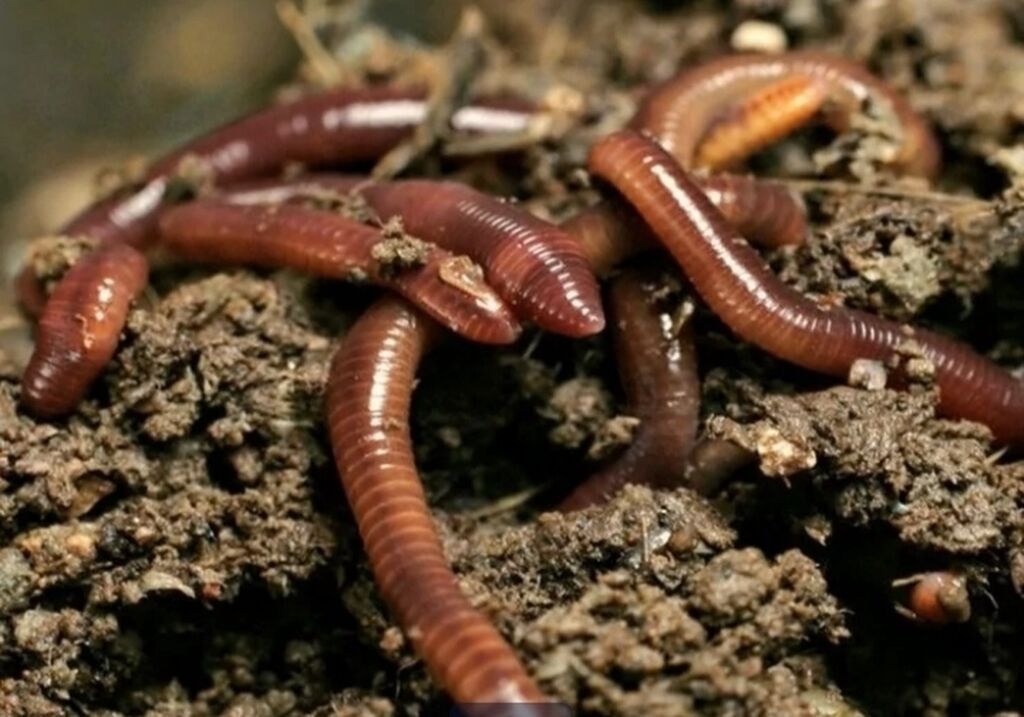 Червь дождевик. Червь земляной (lumbricus terrestris). Кольчатые черви дождевой червь. Червь дождевик. Червь дождевик.