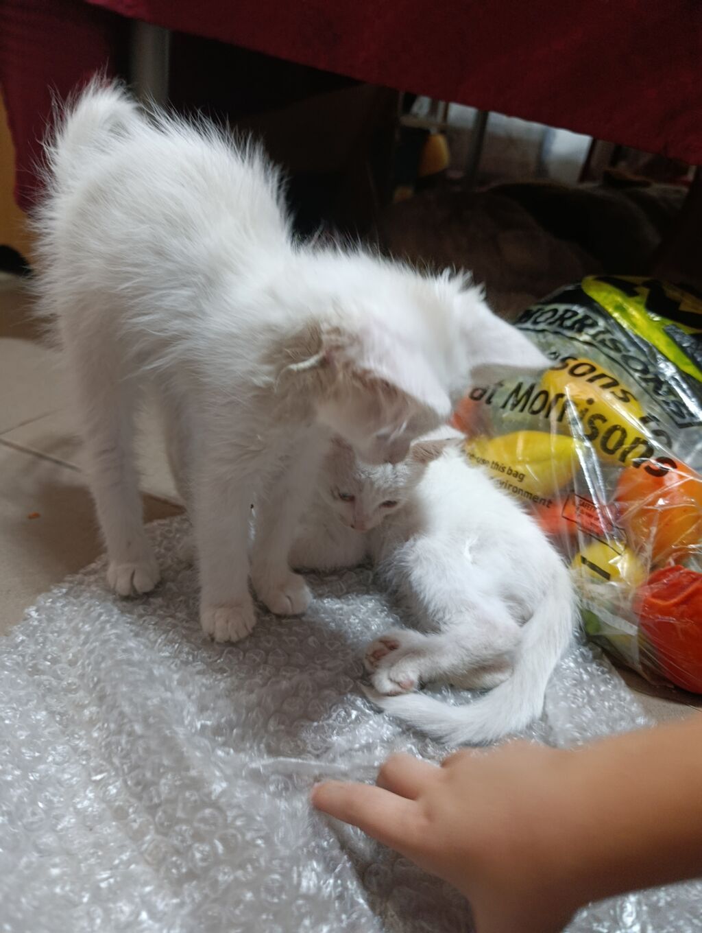Отдам домашних котят. Оба пацаны. Сама выкармливала, ручные, не дают: фото 1