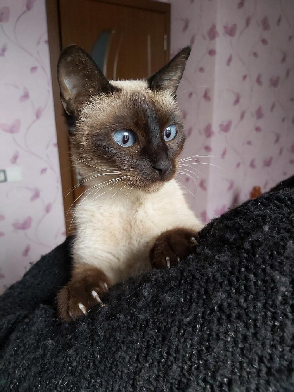 Коты: Сиамская кошка 2 года на lalafo.az Сиамская кошка 2 года в Забрат