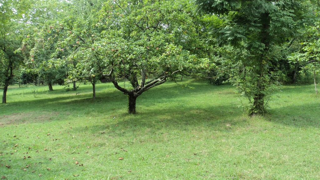 17 sot, Tikinti, Mülkiyyətçi, Kupça (Çıxarış)