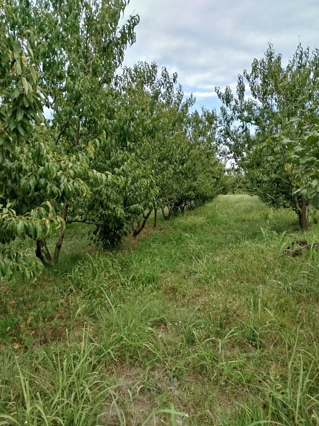 Kənd təsərrüfatı
