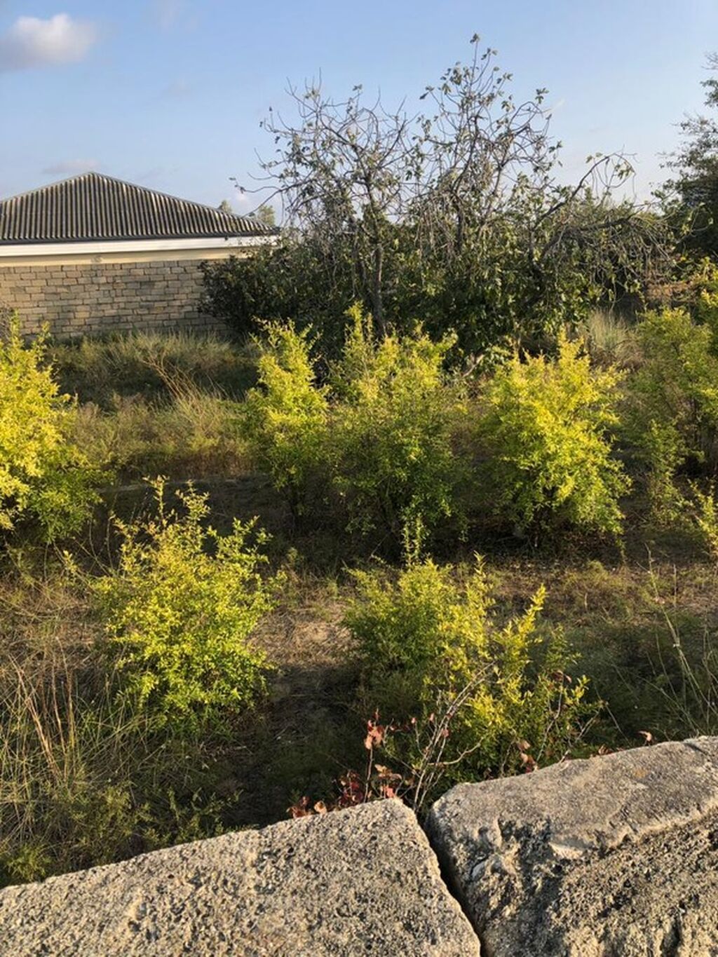 12 sot, Tikinti, Kupça (Çıxarış), Texniki pasport