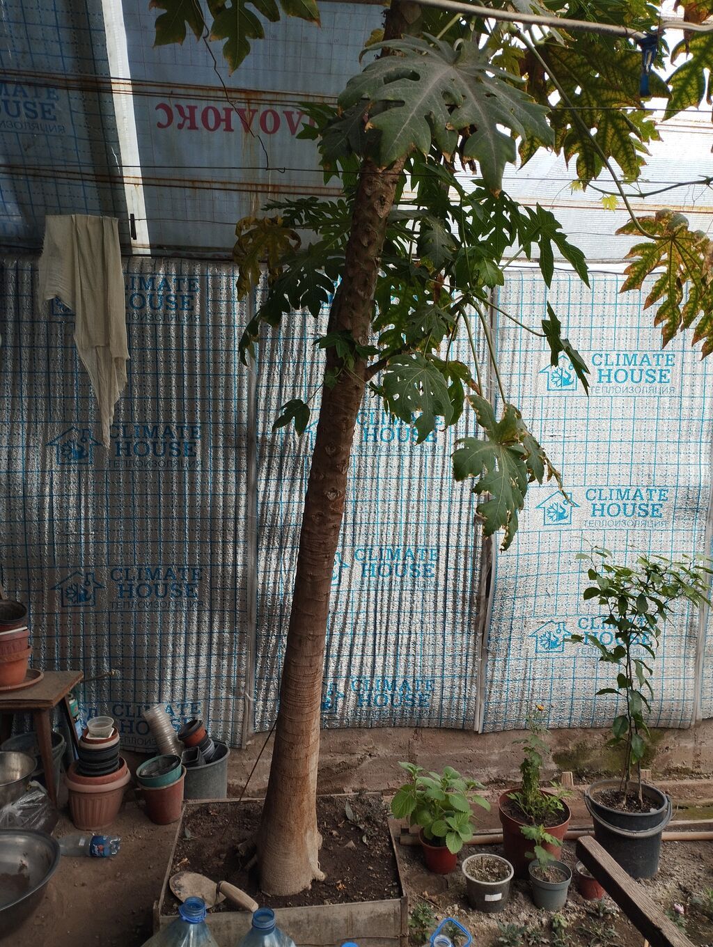 Папайя (Carica papaya) в горшках — саженцы для теплицы или зимнего: фото 4
