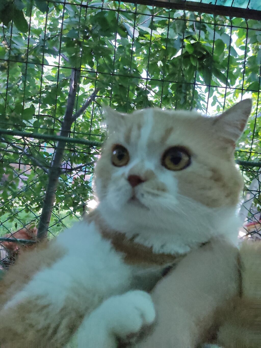 Скотиш Страйт (Шотландская прямоухая), 4 года, Мальчик: фото 3