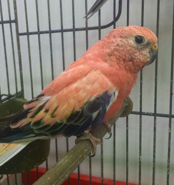 Prelepe, mlade i pitome, ručno hranjene ptice rozenburgnudimo Prelepe