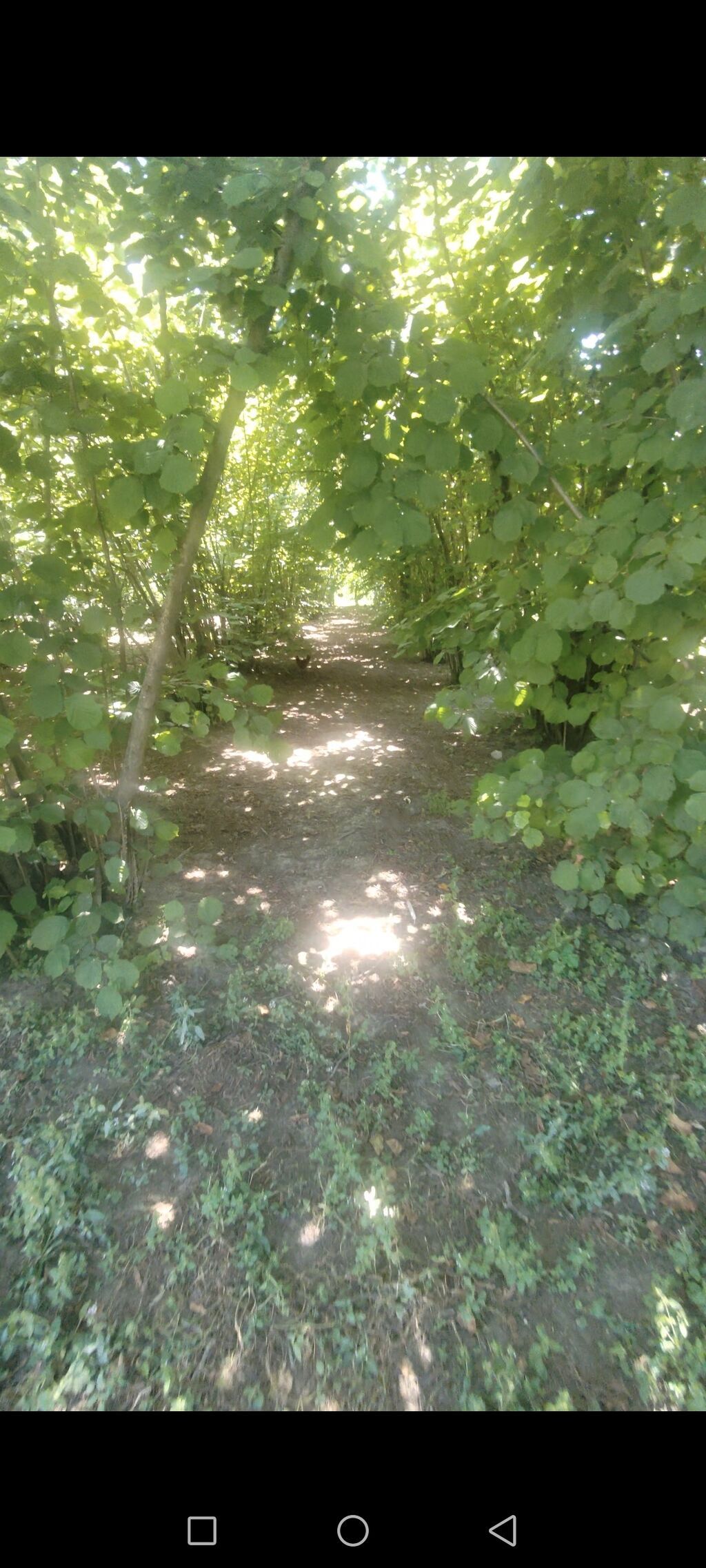 11 sot, Tikinti, Barter mümkündür, Kupça (Çıxarış)